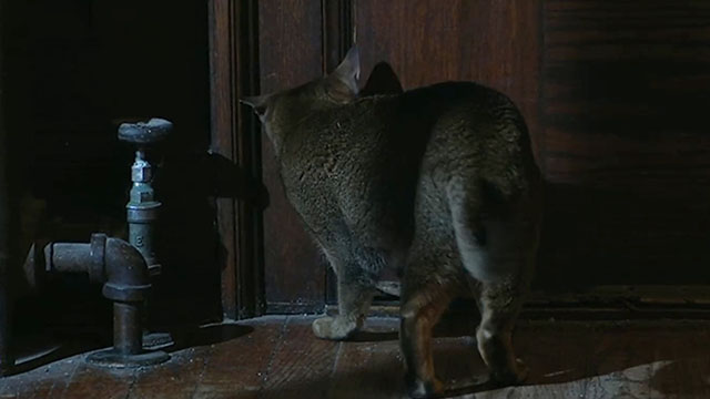 The House Sitter - Abyssinian cat Fred Sushi pawing at door
