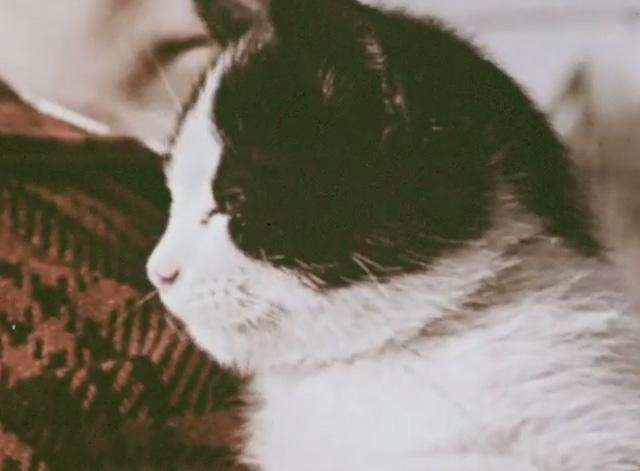 How Animals Help Us - boy Jimmy holding tuxedo kitten