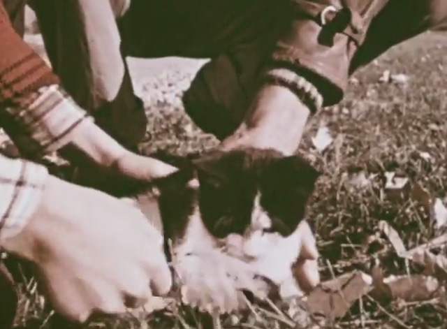 How Animals Help Us - tuxedo kitten on grass