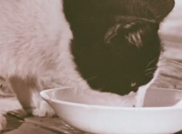How Animals Help Us - tuxedo kitten drinking milk from bowl