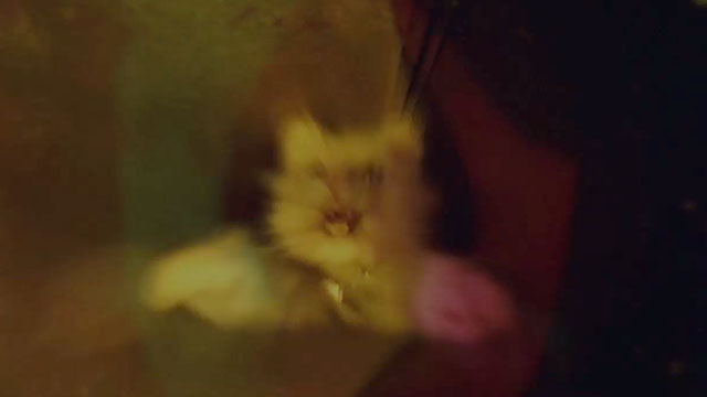 How the Grinch Stole Christmas - fake white Persian cat leaping through tube