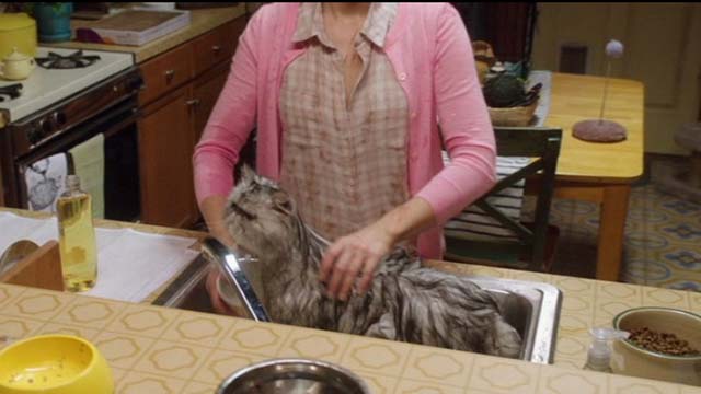 How to Be a Latin Lover - Persian cat being washed in sink