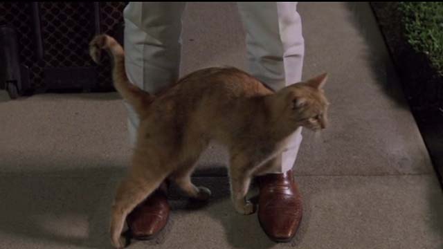 How to Be a Latin Lover - tan tabby running up against Maximo's legs