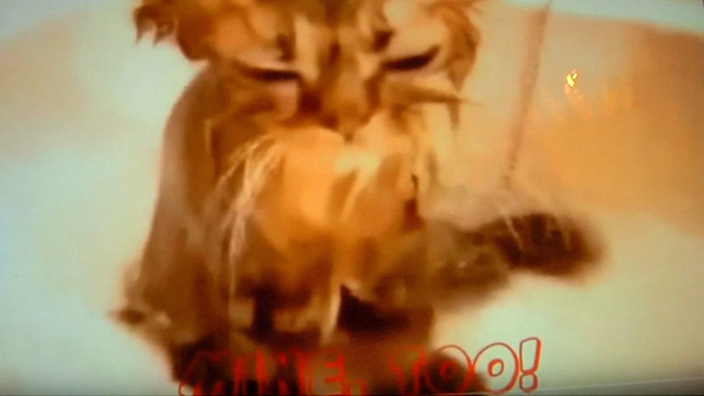 How to Let Go of the World and Love All the Things Climate Can't Change - viral cat video shot