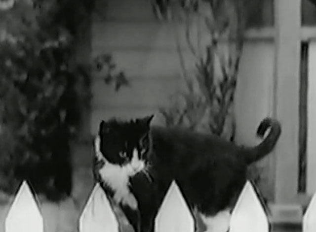 Huckleberry Finn - tuxedo cat on white picket fence