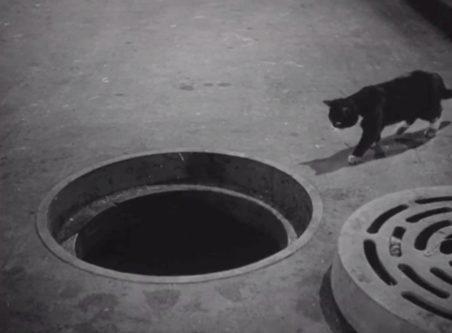 Hue and Cry - tuxedo cat approaching open manhole cover