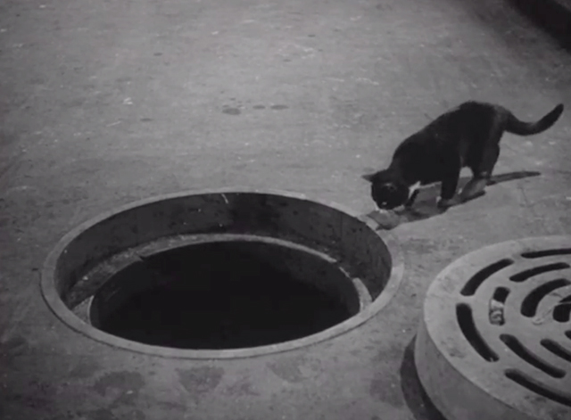 Hue and Cry - tuxedo cat looking into open manhole cover