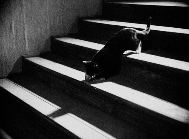 Der Hund von Baskervilles - tuxedo cat playing with ball on staircase