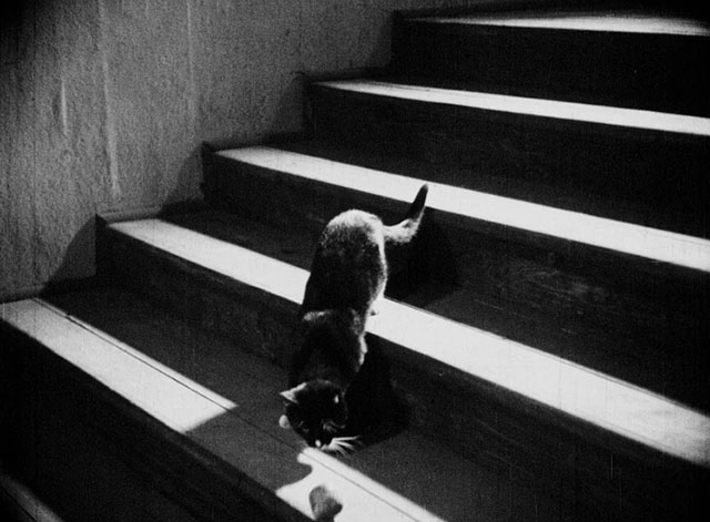 Der Hund von Baskervilles - tuxedo cat playing with ball on staircase
