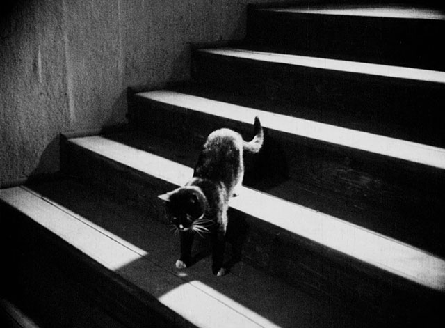 Der Hund von Baskervilles - tuxedo cat on staircase