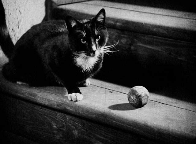 Der Hund von Baskervilles - tuxedo cat sitting on staircase beside ball