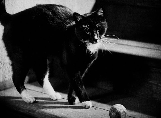 Der Hund von Baskervilles - tuxedo cat sitting on staircase beside ball
