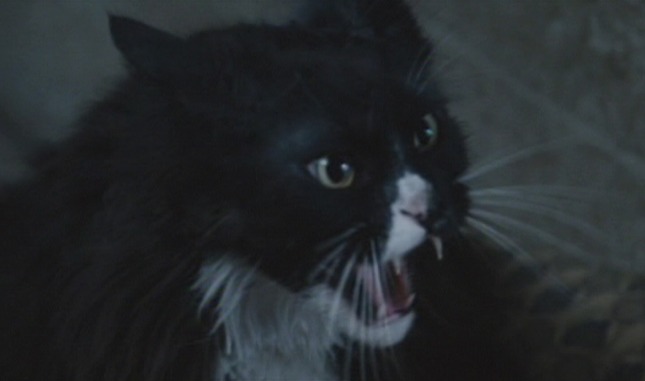 The Hunger Games - Buttercup black and white cat hisses