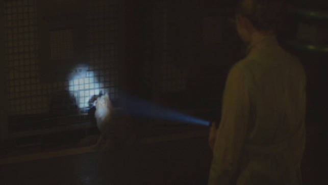 The Hunger Games: Mockingjay Part one - Buttercup looking at light from flashlight