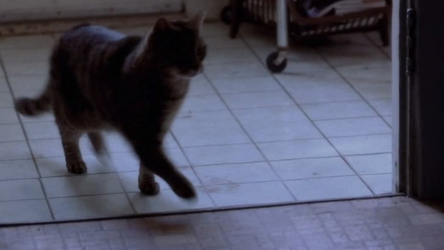 The Hunted - tabby cat Kitty walking into kitchen
