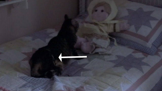 The Hunted - tabby cat Kitty on girl's bed with wire or tether around body