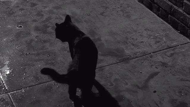 The Hypnotic Eye - black cat in alley