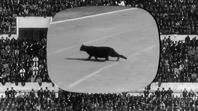 I maniaci - black cat crossing running track