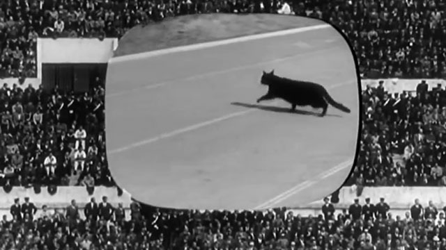 I maniaci - black cat crossing running track