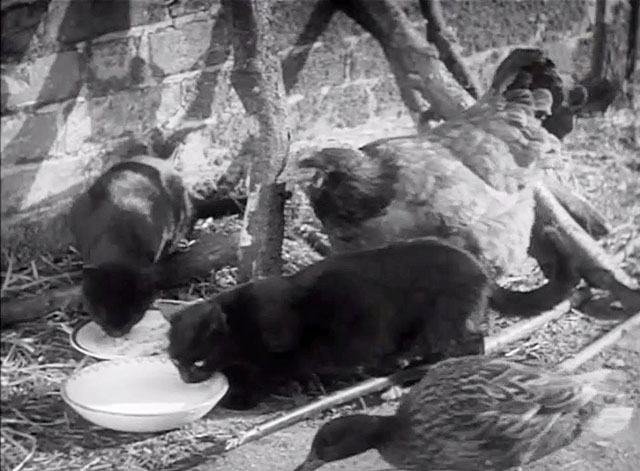 I Met a Murderer - two black cats in farmyard with poultry
