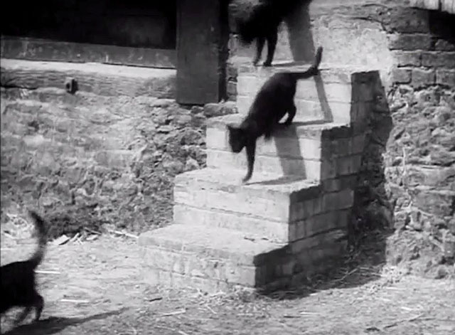 I Met a Murderer - cats descending steps