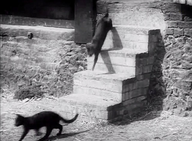 I Met a Murderer - cats descending steps