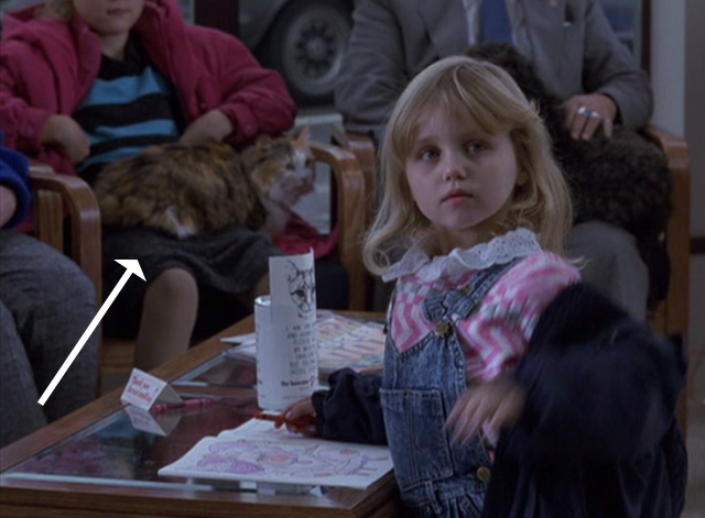 Immediate Family - tortoiseshell and white cat on lap in background