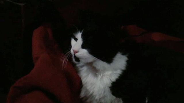 I, Monster - longhair black and white cat