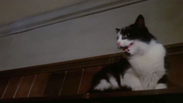 I, Monster - longhair black and white cat panting on high shelf