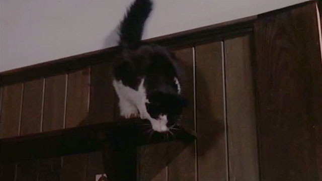 I, Monster - longhair black and white cat about to jump down from shelf