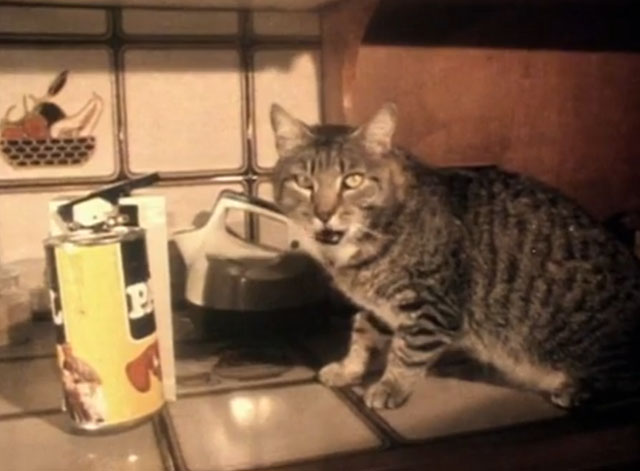 I'm Tuff - brown tabby cat by can of Pal cat food