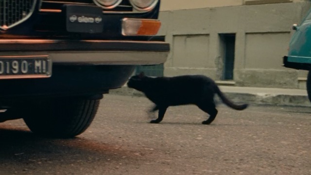 Incompresa - black cat Dac running underneath parked car