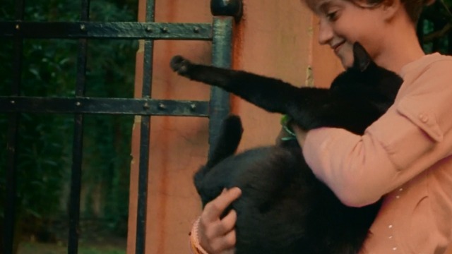 Incompresa - Aria hugs black cat Dac