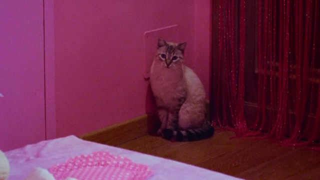 Incompresa - cat Le Bon in pink bedroom