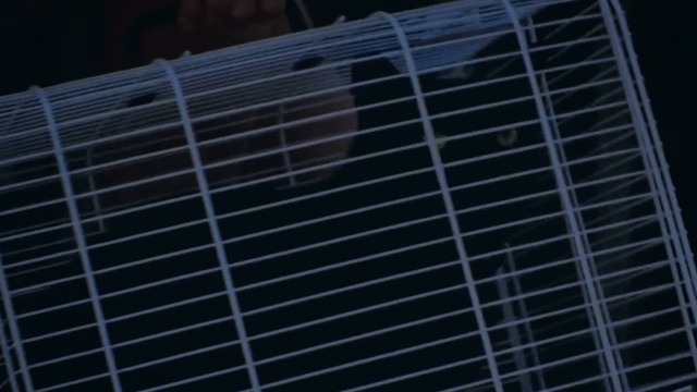 Incompresa - black cat Dac in cage