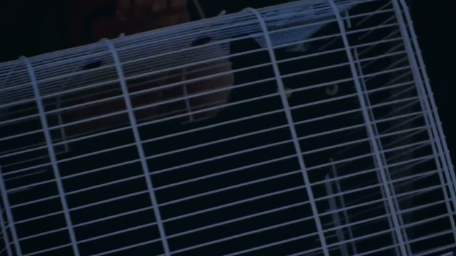 Incompresa - black cat Dac in cage