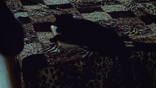 Incompresa - black cat Dac sitting on script