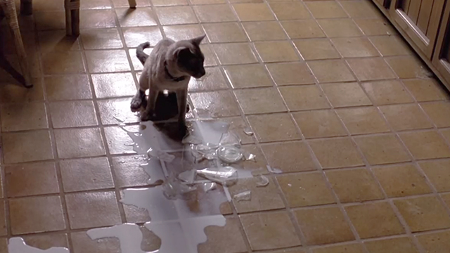 The Incredible Melting Man - Siamese mix cat Elsie with broken bottle of milk on floor