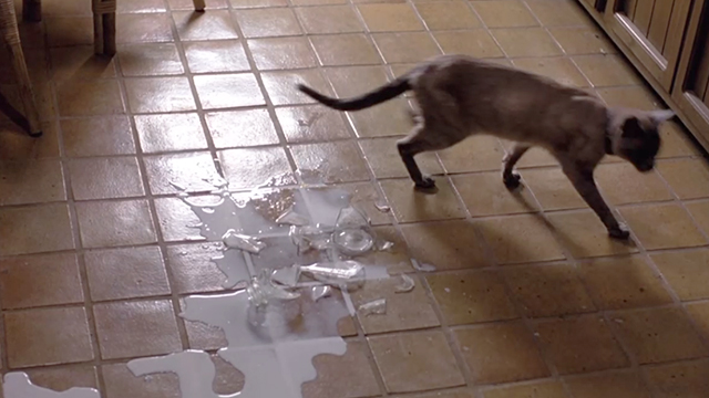 The Incredible Melting Man - Siamese mix cat Elsie walking away from broken bottle of milk on floor