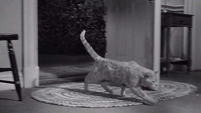 The Incredible Shrinking Man - ginger tabby cat Butch Orangey running in through open front door