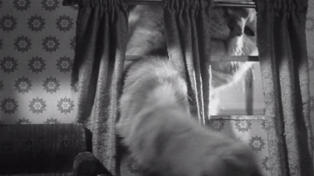 The Incredible Shrinking Man - Scott Carey Grant Williams being clawed by ginger tabby cat Butch Orangey through window