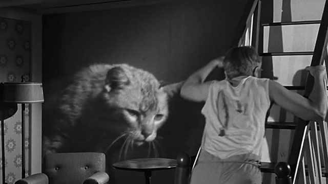The Incredible Shrinking Man - Scott Carey Grant Williams looking at giant ginger tabby cat Butch Orangey pushing way behind doll house
