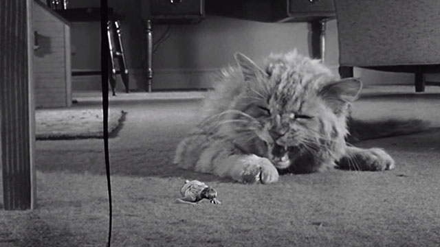 The Incredible Shrinking Man - Scott Carey Grant Williams menaced by ginger tabby cat Butch Orangey