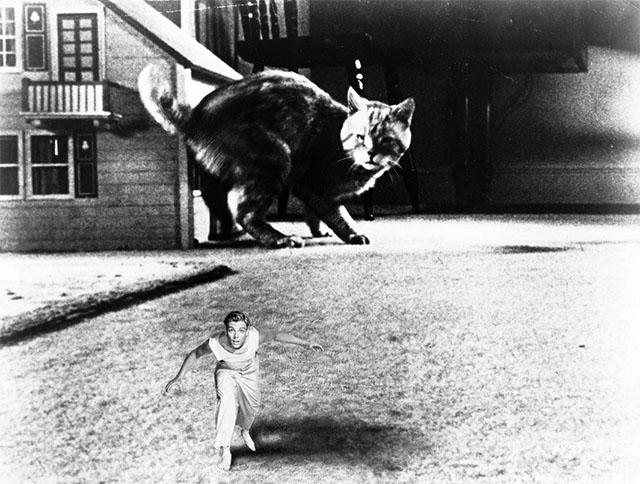 The Incredible Shrinking Man - Scott Carey Grant Williams running away from giant ginger tabby cat Butch Orangey publicity photo