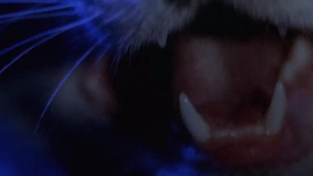 Inferno - close up of cat's mouth