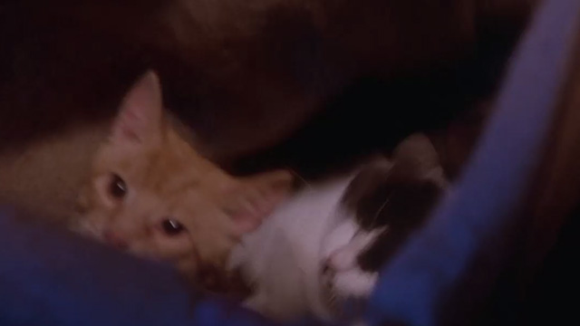 Inferno - cats inside burlap sack