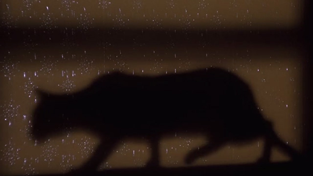 Inferno - silhouette of cat on wall