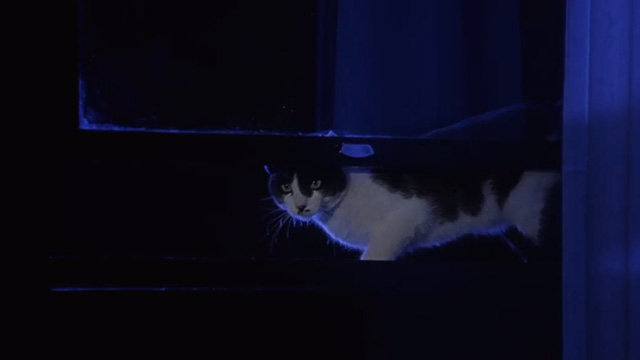 Inferno - tuxedo cat looking in through window