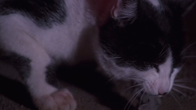 Inferno - tuxedo cat eating mouse