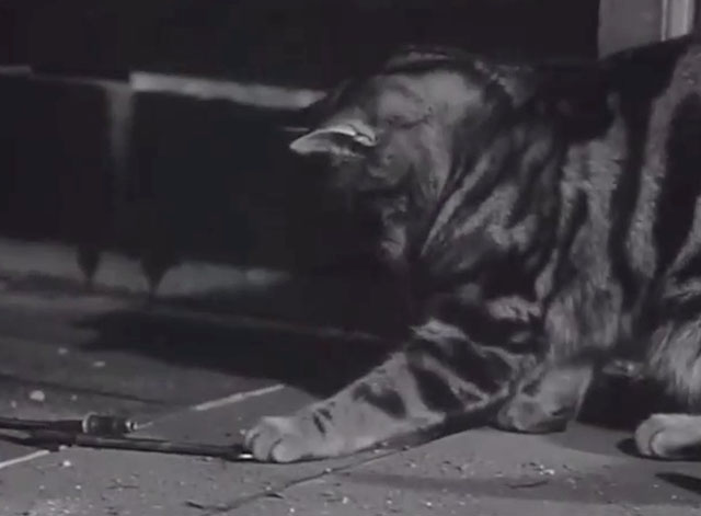 Underworld Informers - shorthair tabby cat pawing at cable under door